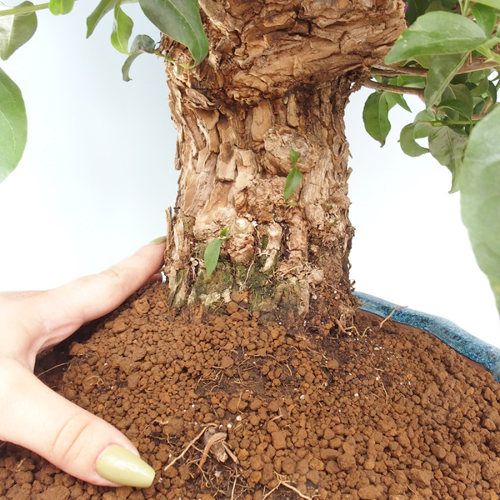 Pokojová bonsai - Bouganwilea