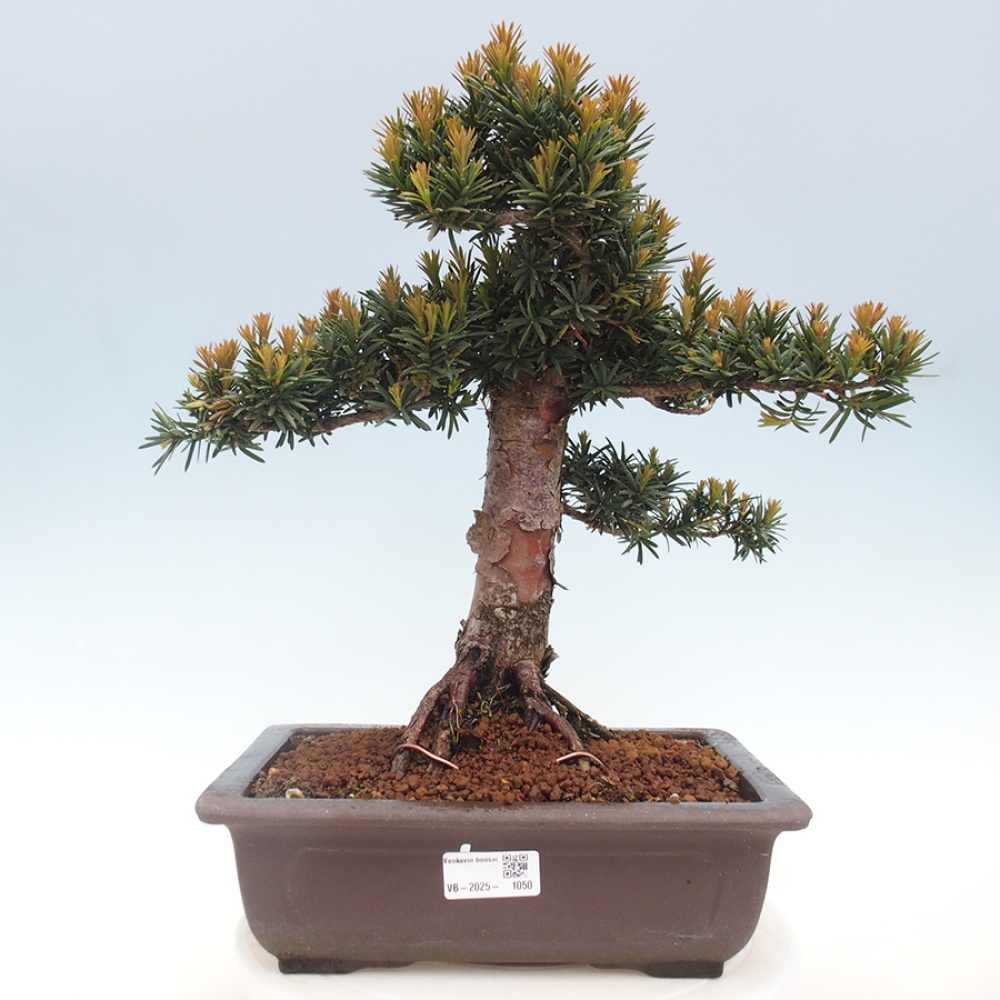 Venkovní bonsai - Taxus cuspidata  - Tis japonský