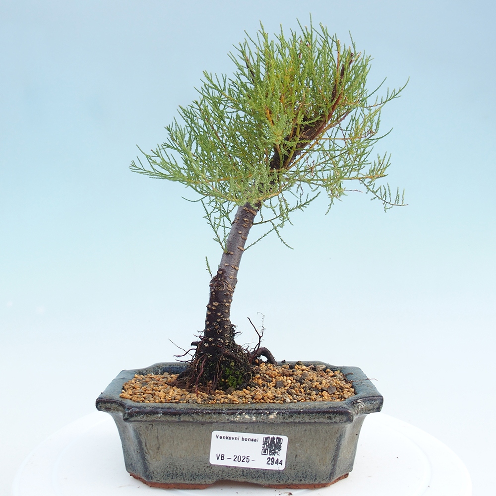 Venkovní bonsai - Tamaryšek - Tamarix