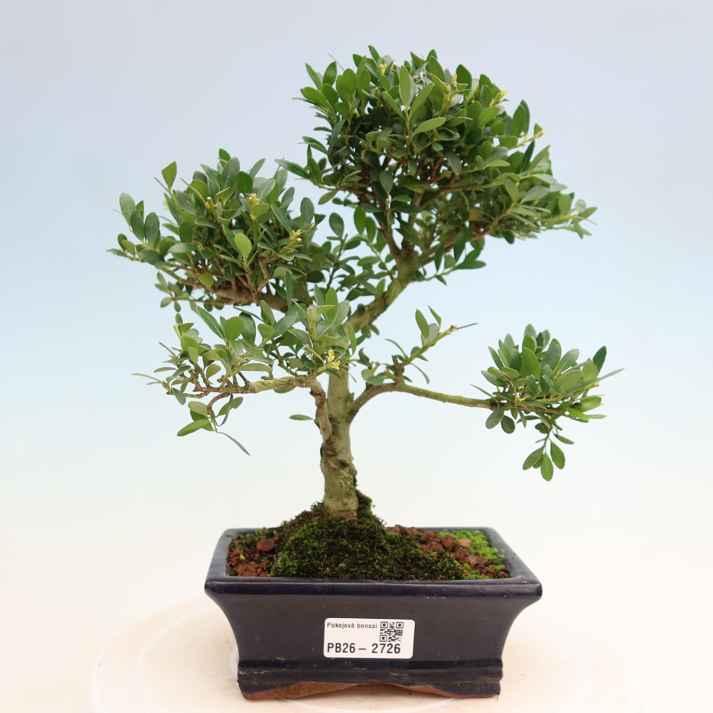 Pokojová bonsai - Ilex crenata - Cesmína