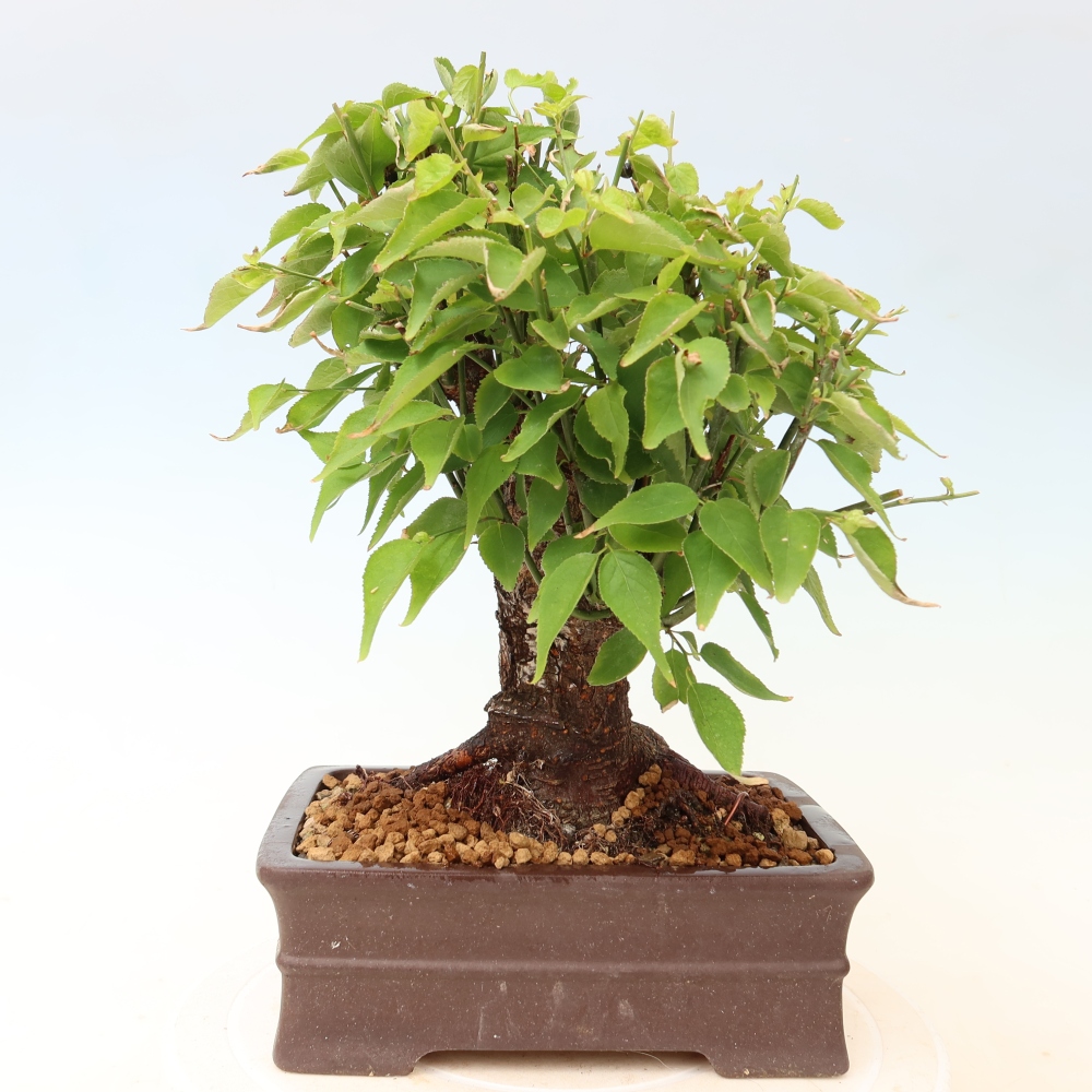 Venkovní bonsai -Japonská meruňka - Prunus Mume