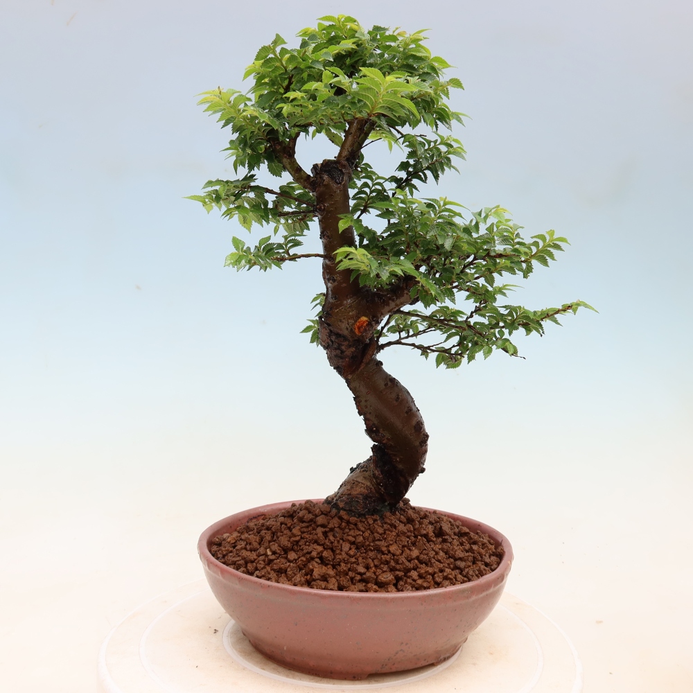 Venkovní bonsai - Ulmus Jacqueline Hillier - Jilm nádherný