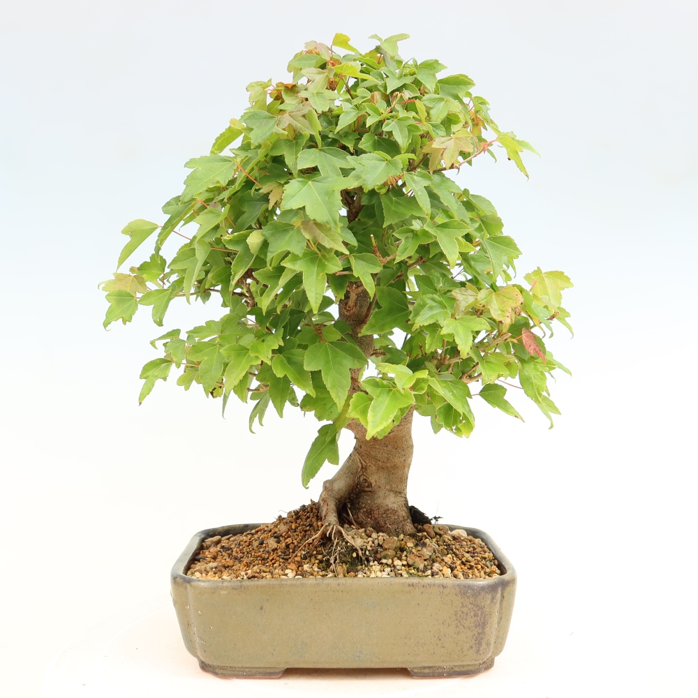 Venkovní bonsai - Javor Burgerův - Acer Burgerianum 