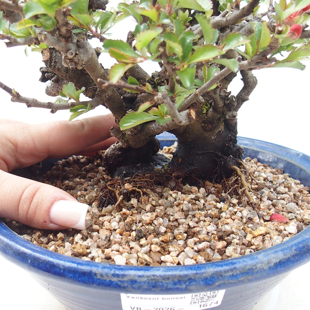 Venkovní  bonsai -  Chaneomeles speciosa - Kdoulovec ozdobný