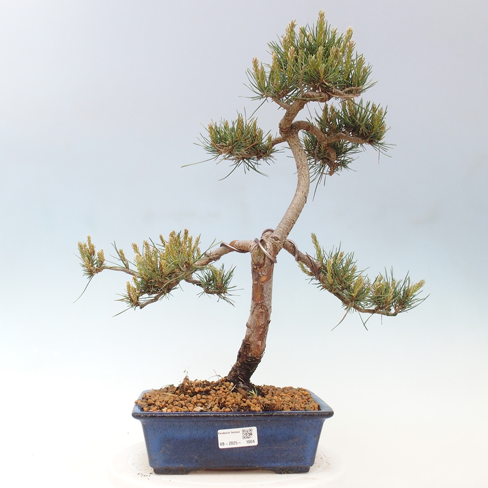 Venkovní bonsai - Pinus Sylvestris Watererri - Borovice lesní