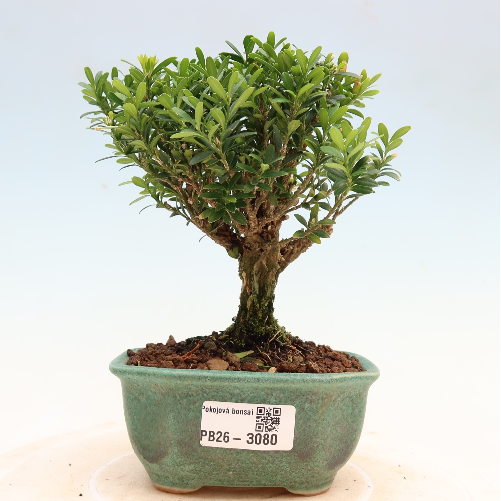 Pokojová bonsai - Buxus harlandii -korkový buxus