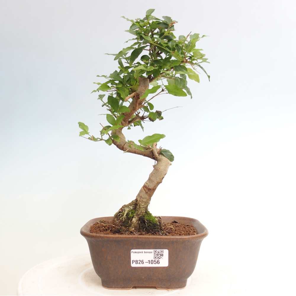 Pokojová bonsai -Ligustrum chinensis - Ptačí zob