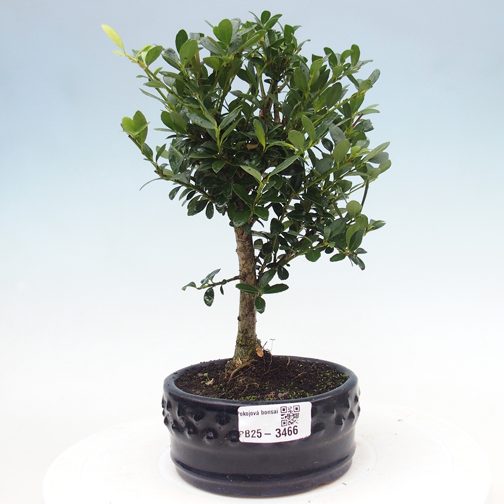 Pokojová bonsai - Ilex crenata - Cesmína