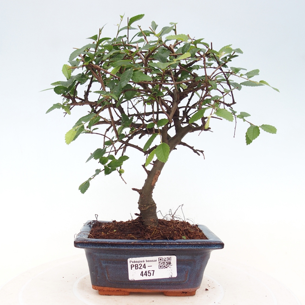 Pokojová bonsai - Ulmus parvifolia - Malolistý jilm