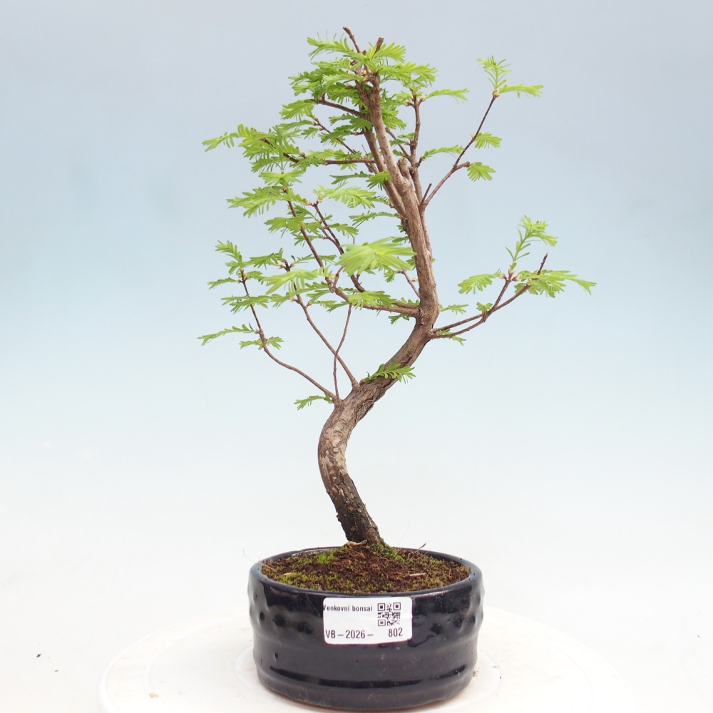 Venkovní bonsai - Metasequoia glyptostroboides - Metasekvoje čínská