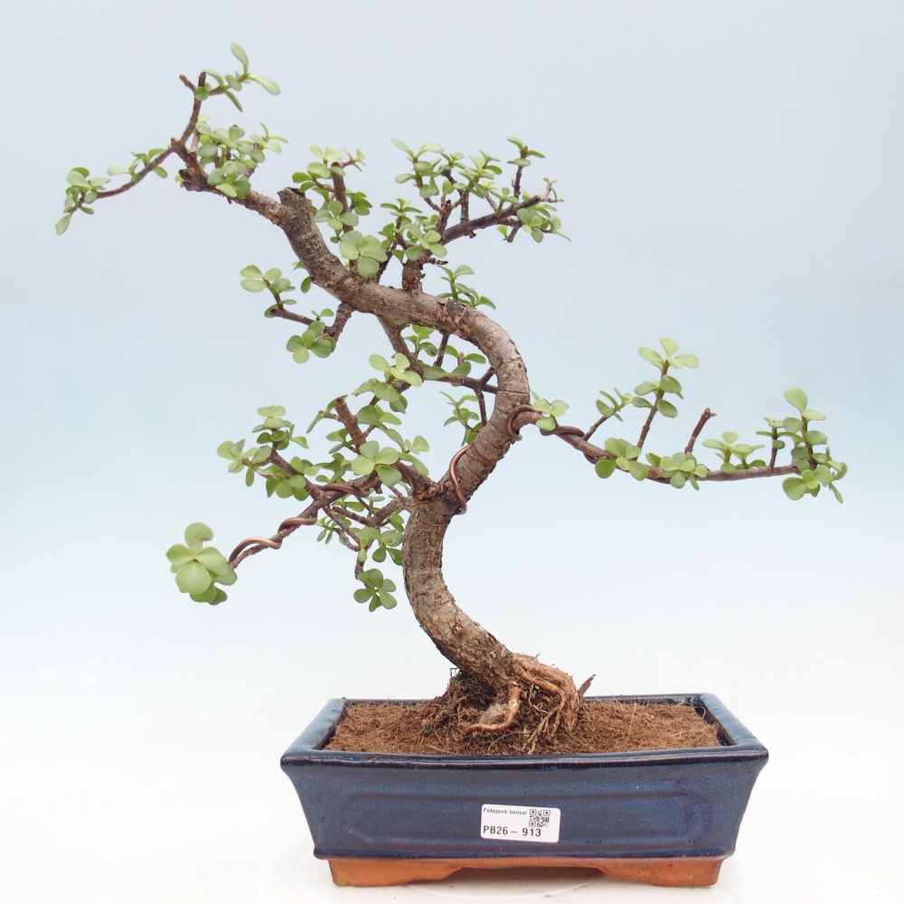 Pokojová bonsai - Portulakaria Afra - Tlustice
