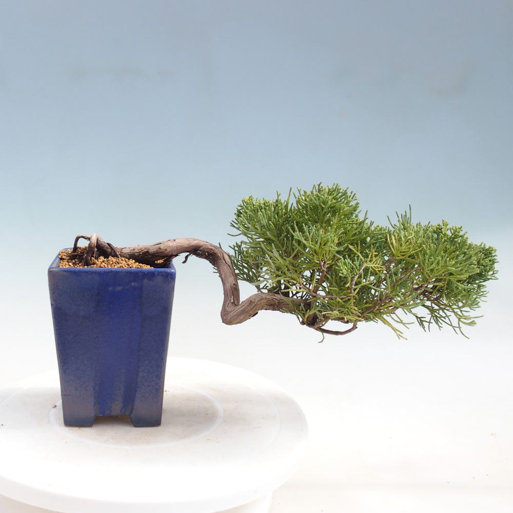Venkovní bonsai - Juniperus chinensis Kishu -Jalovec čínský