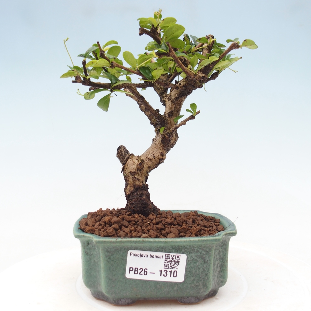 Pokojová bonsai - Carmona macrophylla - Čaj fuki
