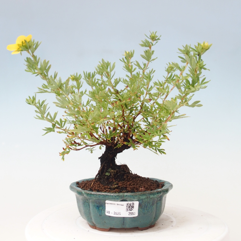 Venkovní bonsai-Mochna křovitá - potentila fruticosa yellow Bird