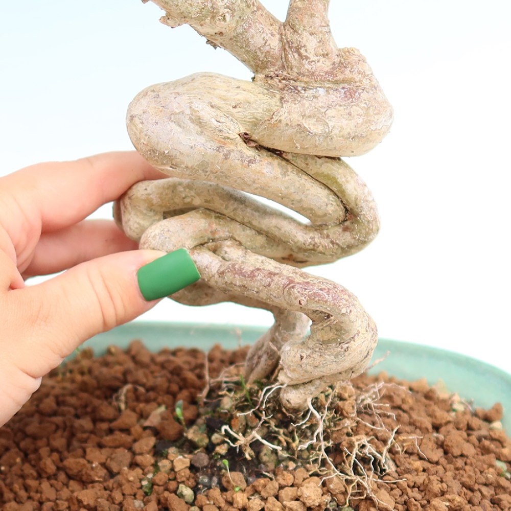 Pokojová bonsai - Lagerstroemia indica - indický šeřík