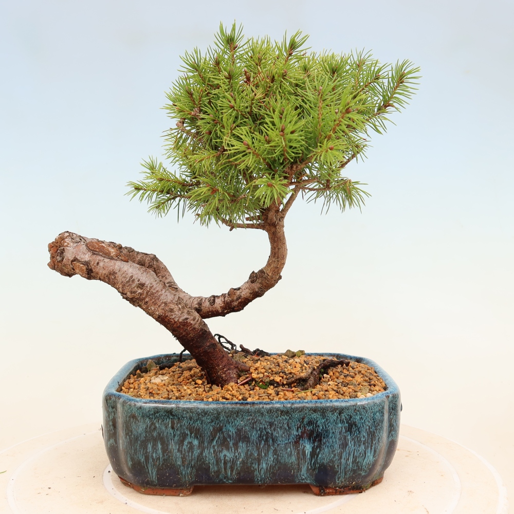 Venkovní bonsai- Smrk kulovitý - Picea glauca globe