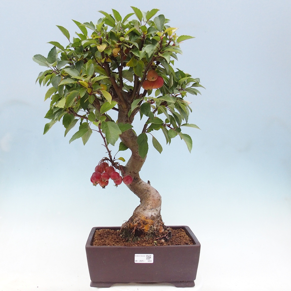 Venkovní bonsai -Malus halliana - Maloplodá jabloň