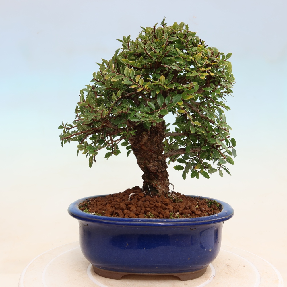Venkovní bonsai - Zelkova - Zelkova NIRE