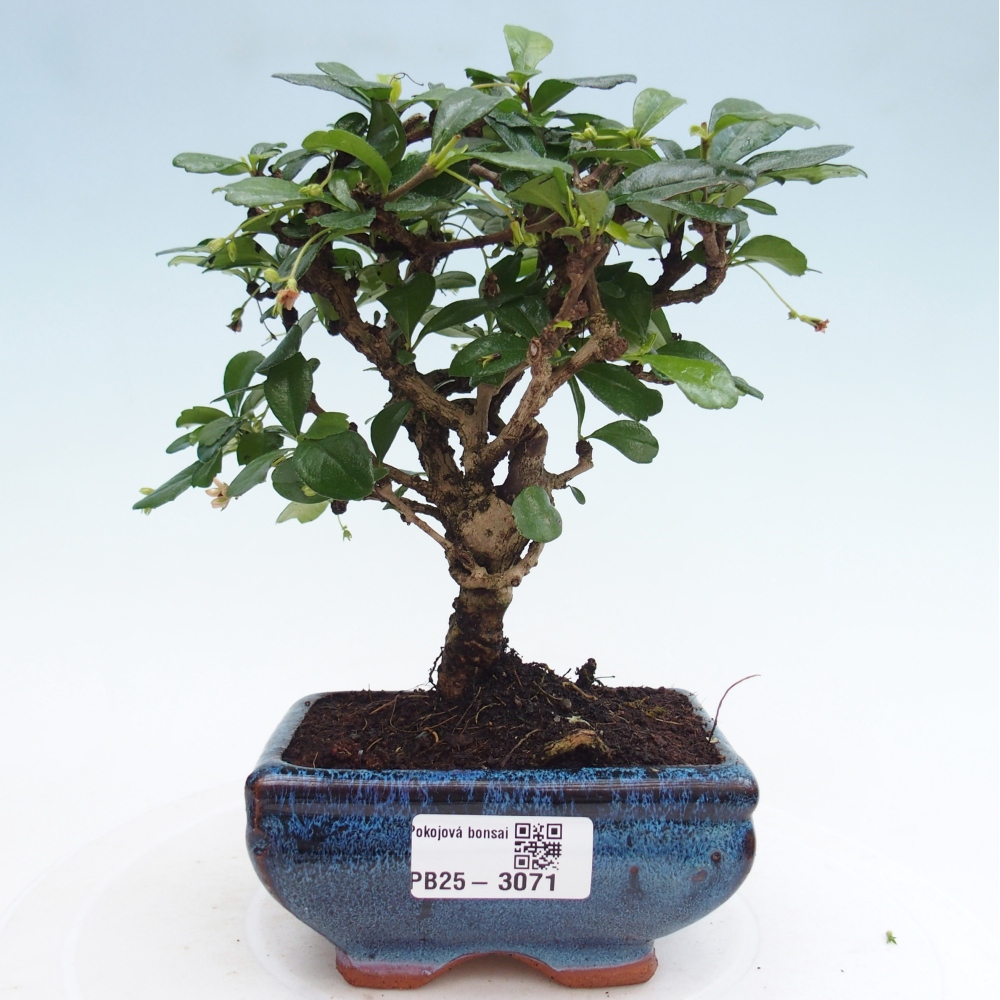 Pokojová bonsai - Carmona macrophylla - Čaj fuki