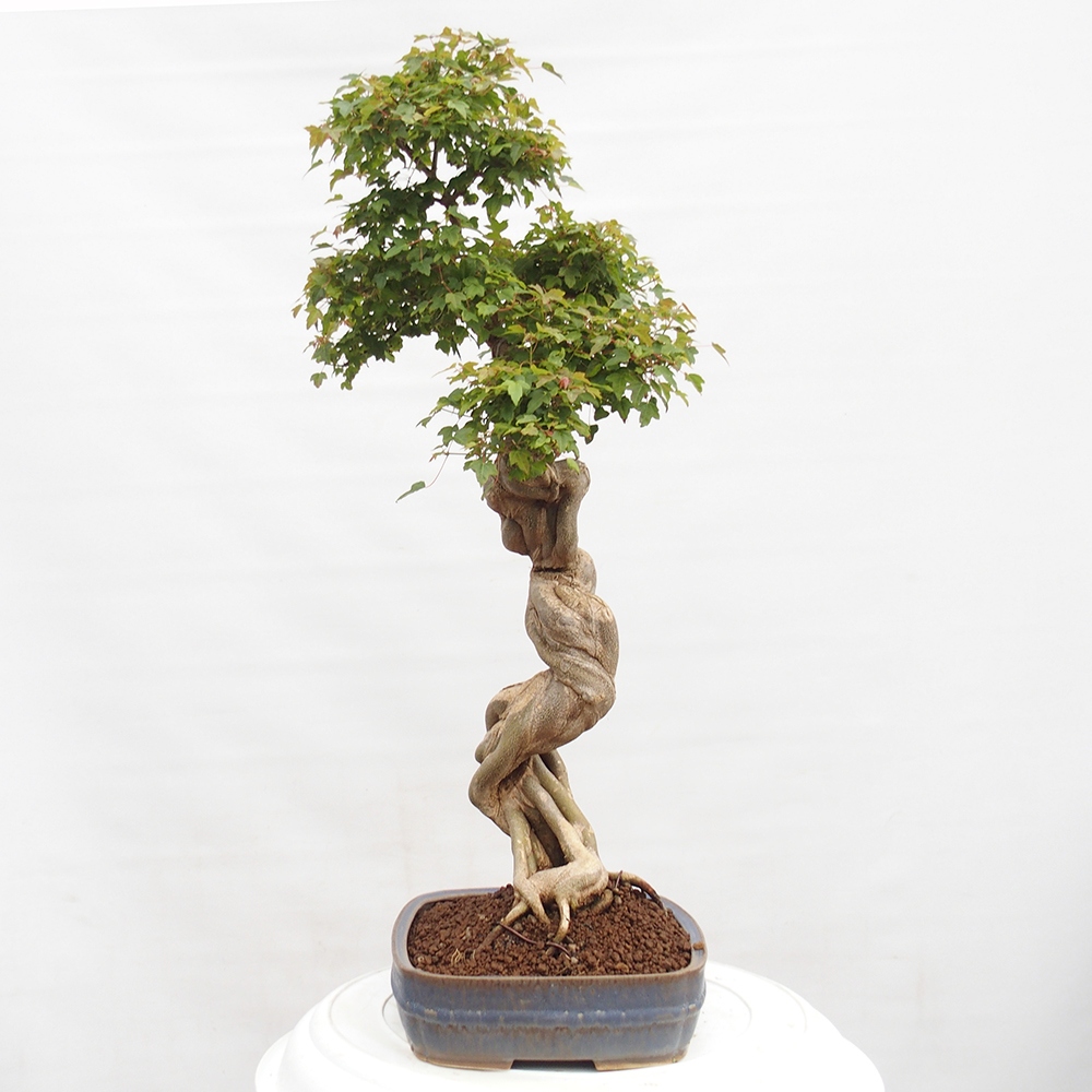 Venkovní bonsai - Acer Buergerianum - Javor Burgerův