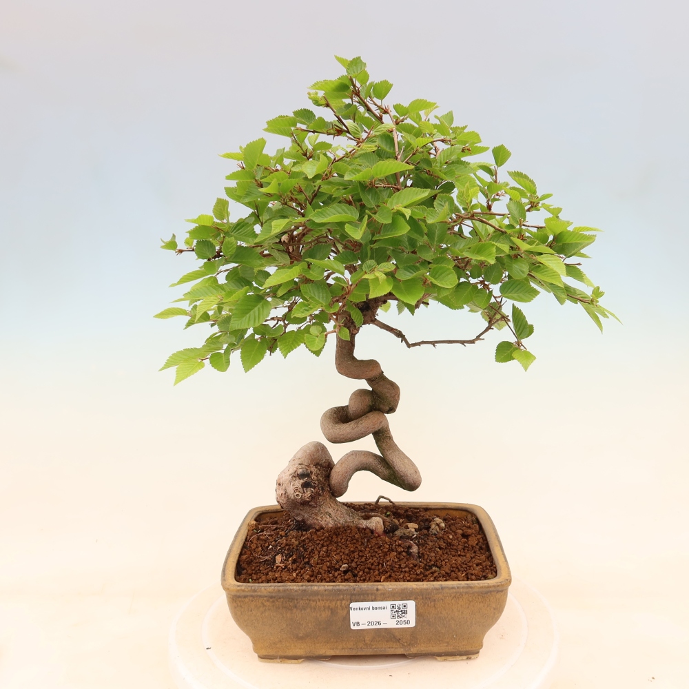 Venkovní bonsai -Carpinus coreana - Habr korejský