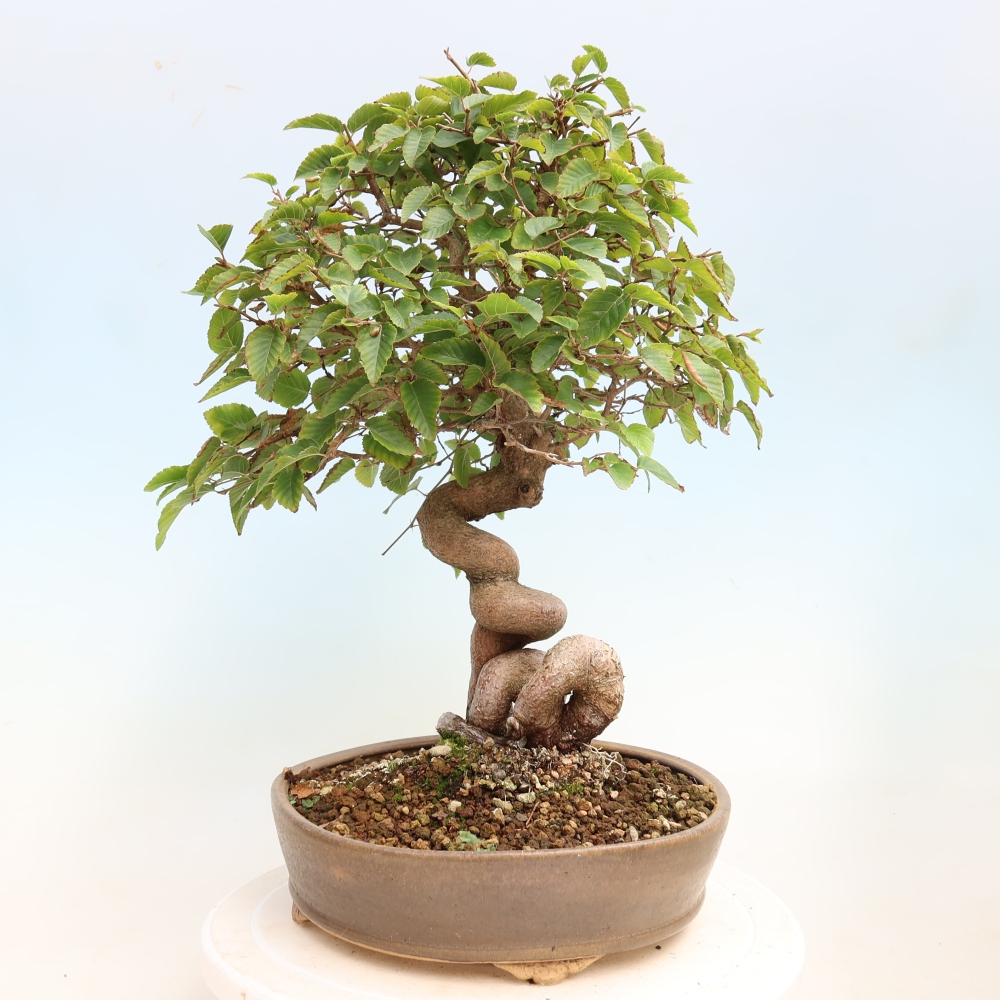 Venkovní bonsai -Carpinus CARPINOIDES - Habr korejský