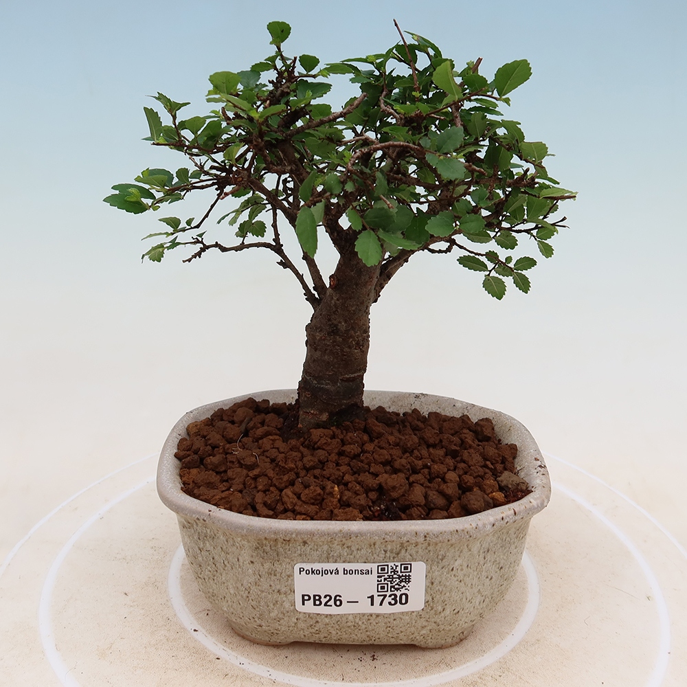 Pokojová bonsai - Ulmus parvifolia - Malolistý jilm
