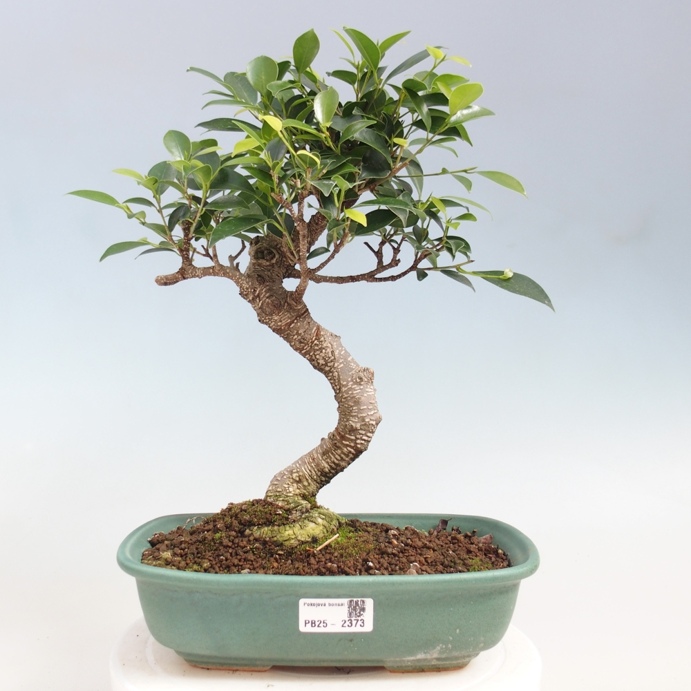 Pokojová bonsai - Ficus kimmen -  malolistý fíkus
