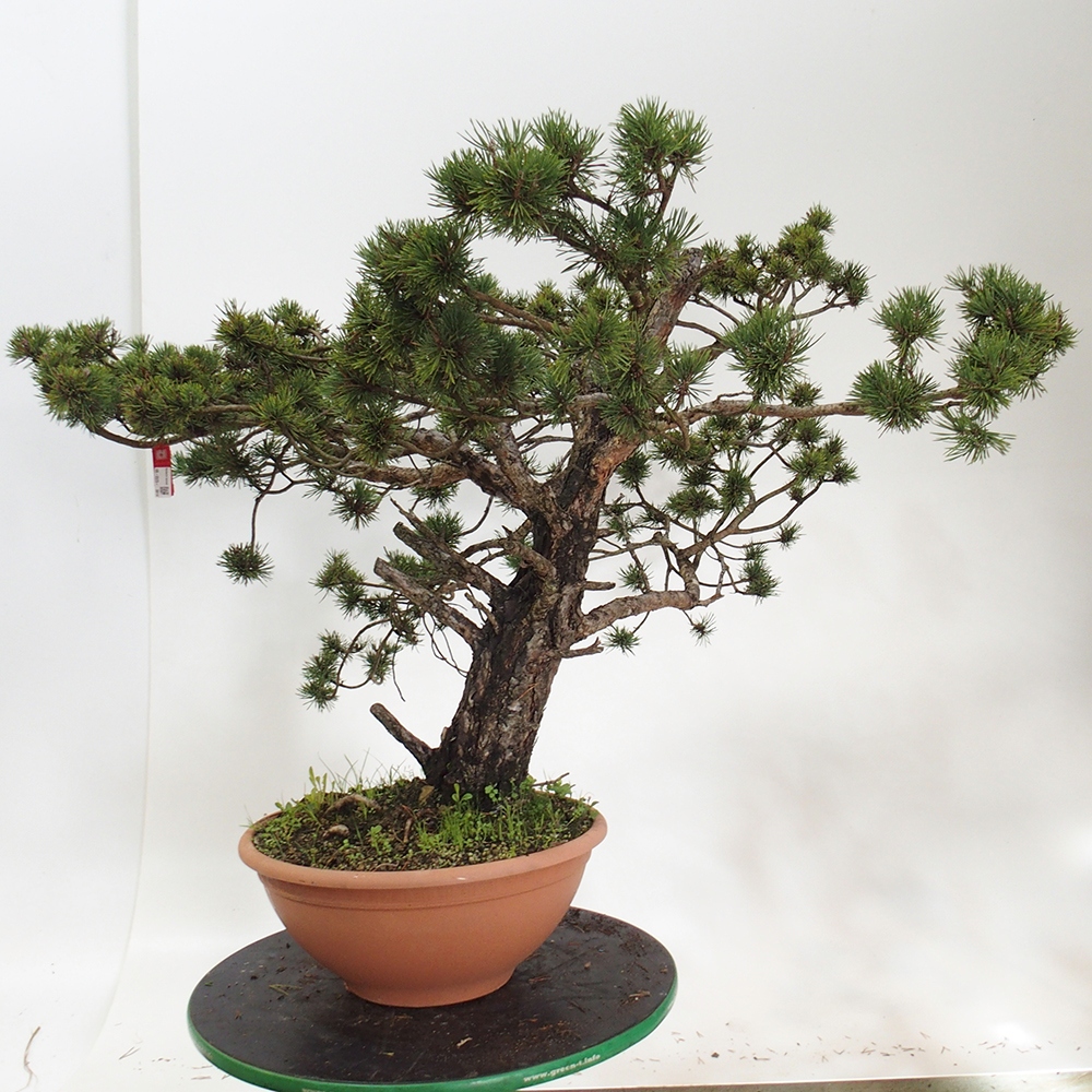 Yamadori - Pinus sylvestris Španělsko