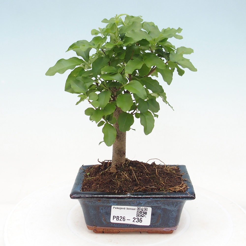 Pokojová bonsai -Ligustrum chinensis - Ptačí zob