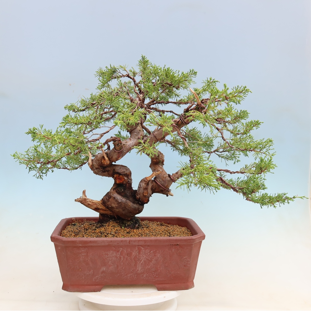 Venkovní bonsai - Juniperus chinensis Itoigawa-Jalovec čínský