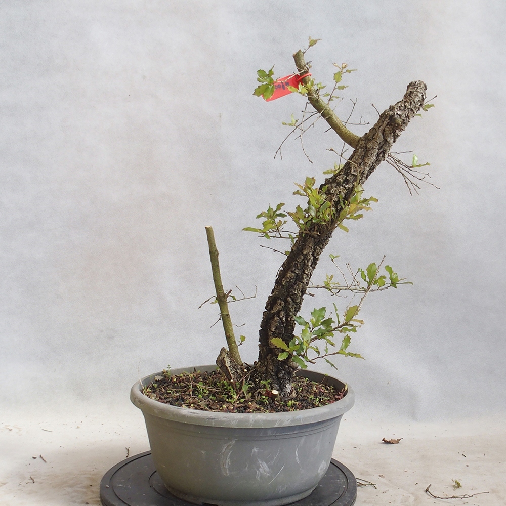 Venkovní bonsai Quercus Cerris - Dub Cer