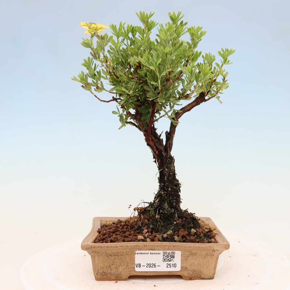 Venkovní bonsai-Mochna křovitá - potentila fruticosa 