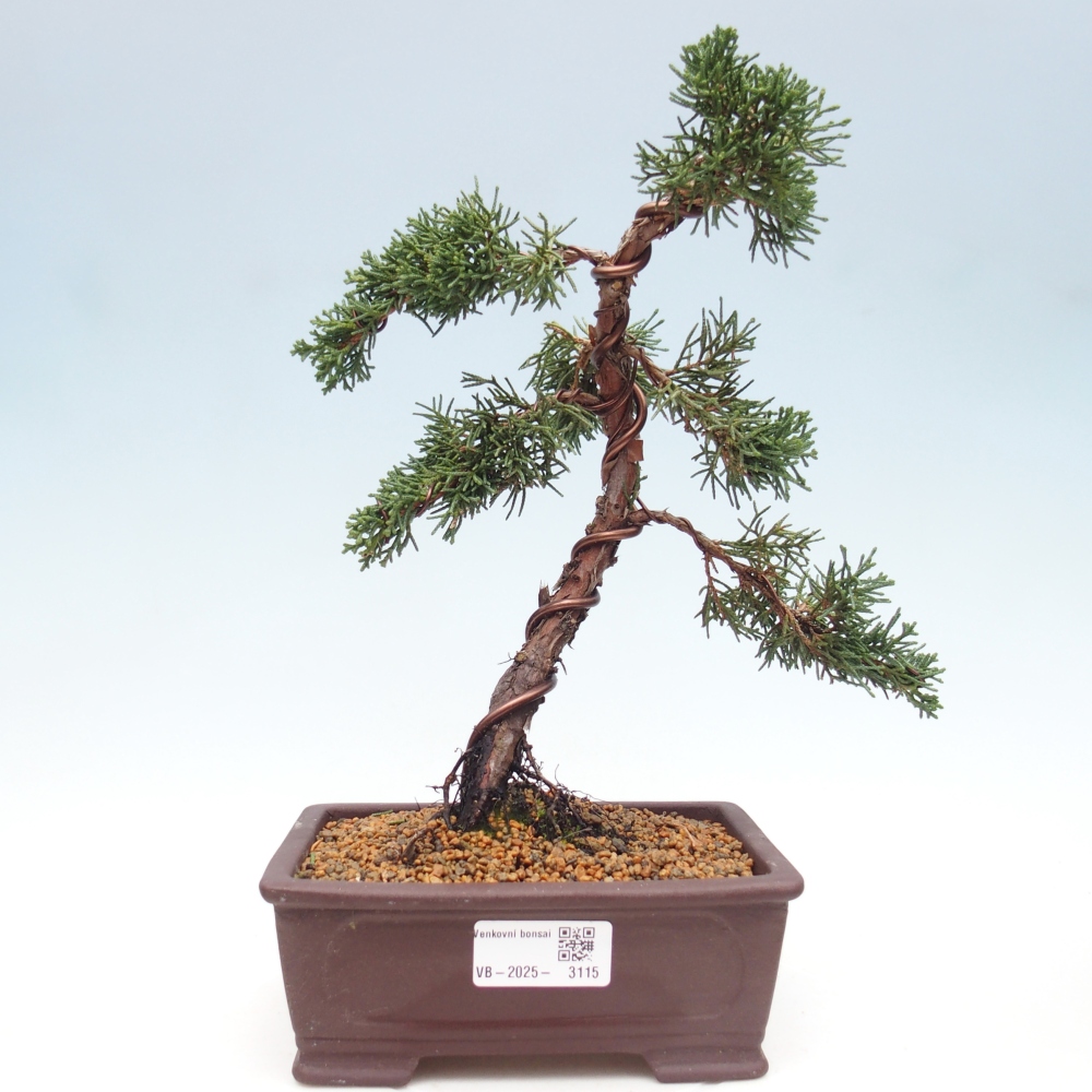 Venkovní bonsai - Juniperus chinensis Kishu -Jalovec čínský