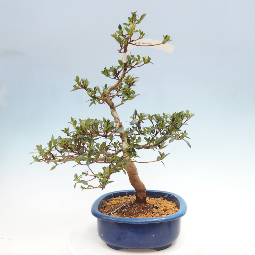Venkovní bonsai - Japonská azalka - Azalea Secchuka