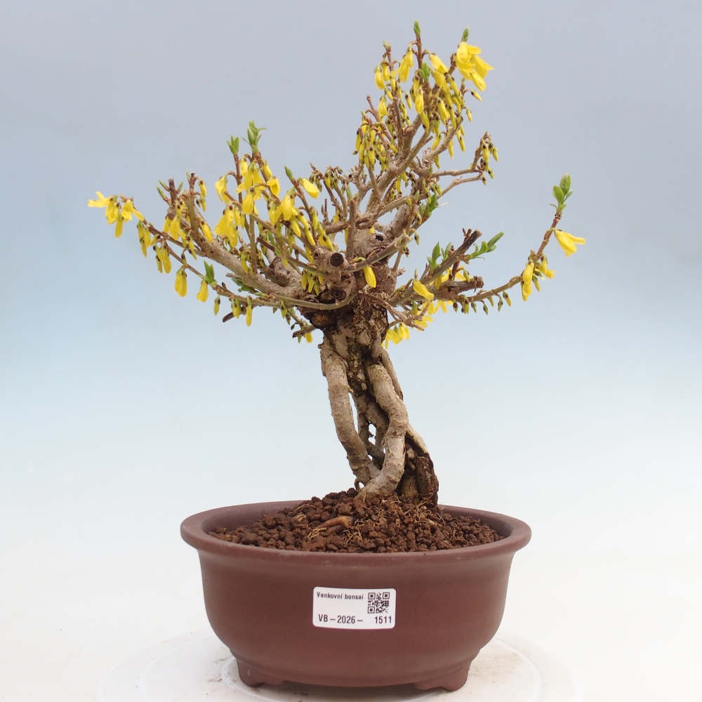 Venkovní bonsai - Zlatice - Forsythia koreana