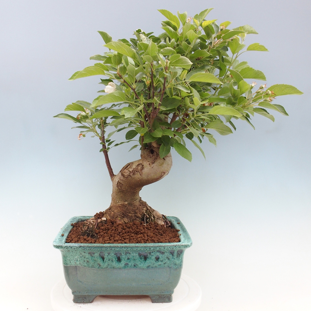 Venkovní bonsai -Malus halliana - Maloplodá jabloň