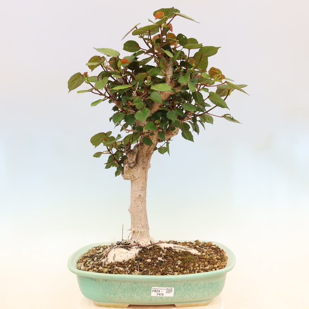 Pokojová bonsai - Hibiscus tiliaceus - Ibišek lípovitý, morský