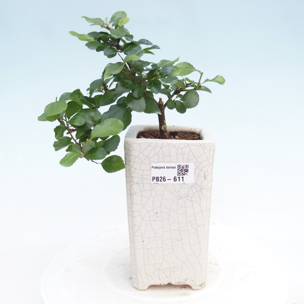 Pokojová bonsai - Grewia occidentalis - Hvězdice levandulová