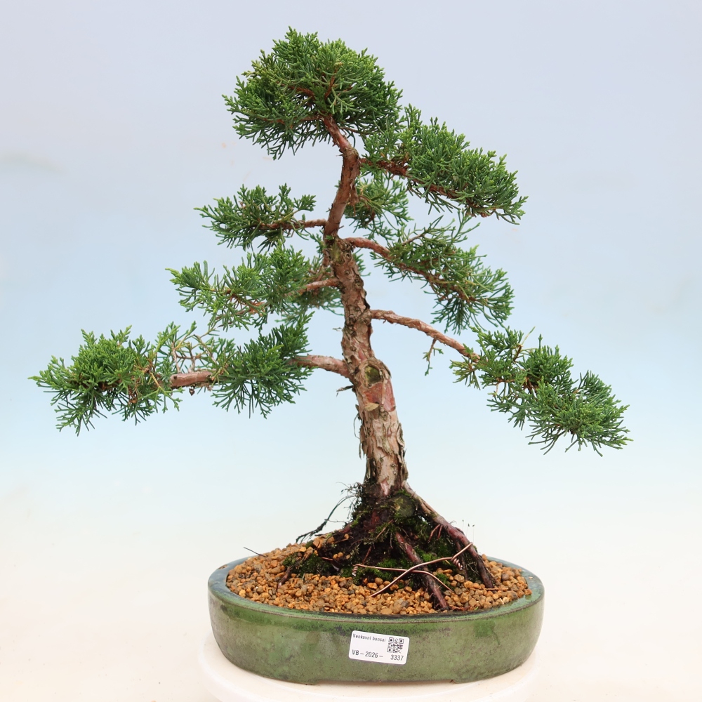 Venkovní bonsai - Juniperus chinensis Kishu -Jalovec čínský