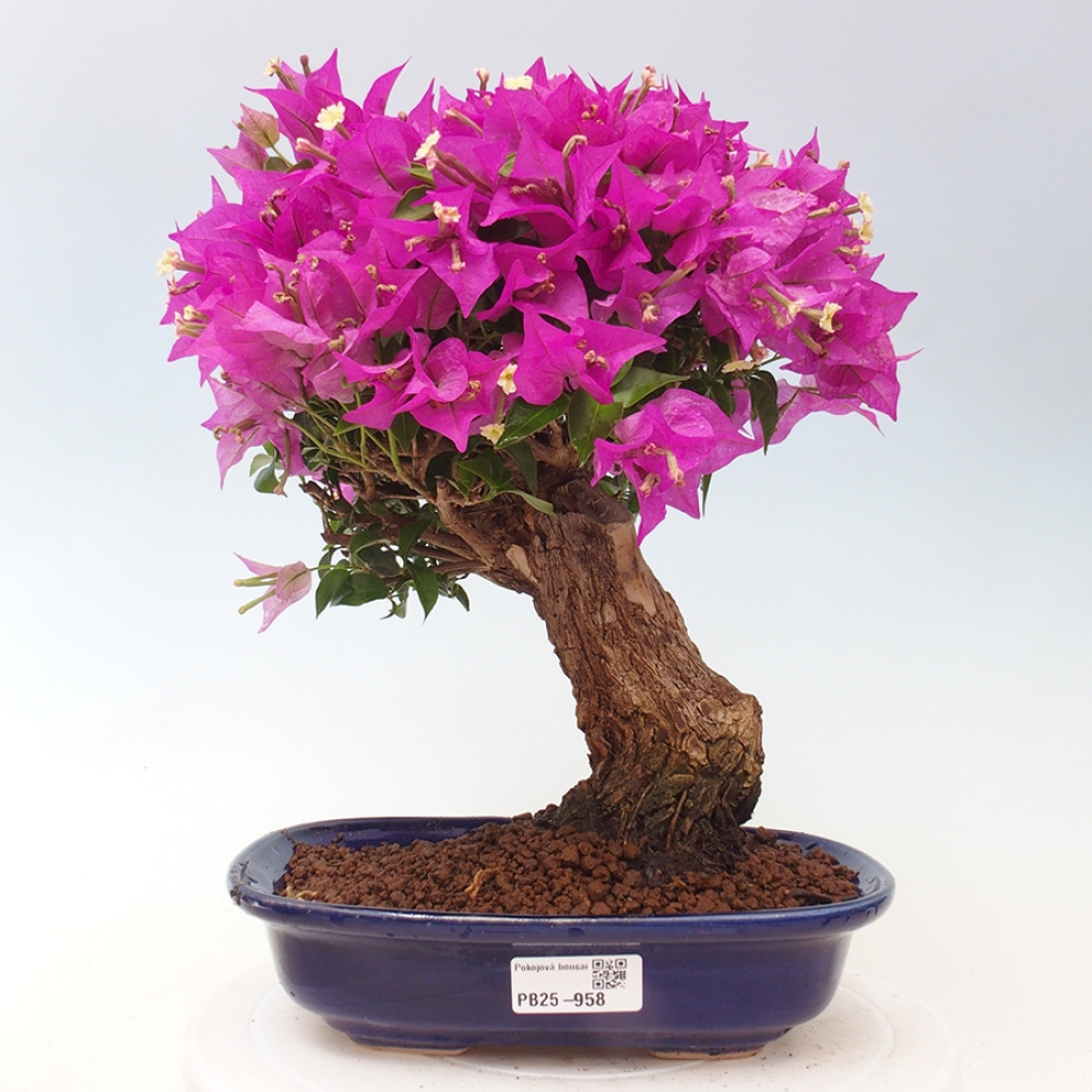 Pokojová bonsai - Bouganwilea
