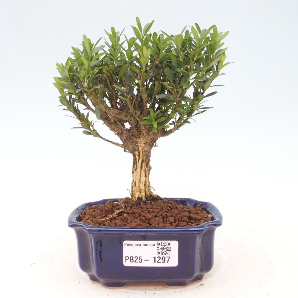 Pokojová bonsai - Buxus harlandii - korkový buxus