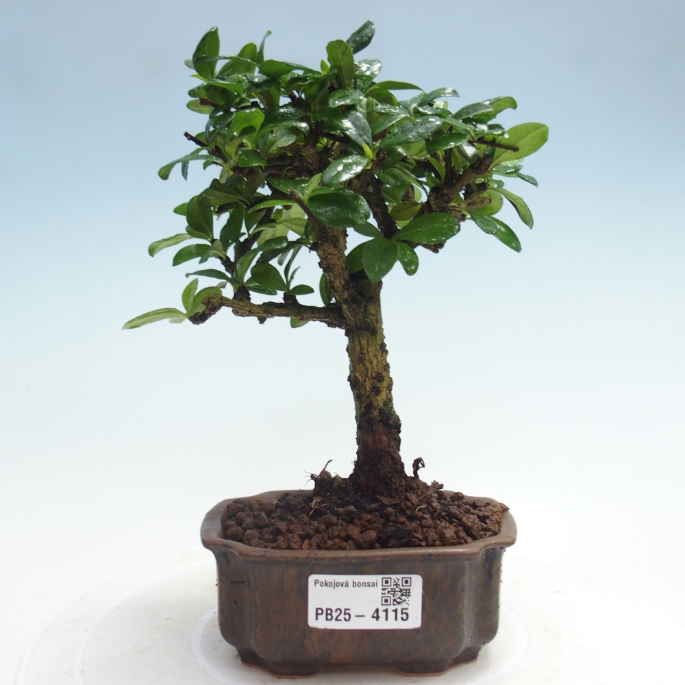 Pokojová bonsai - Carmona macrophylla - Čaj fuki