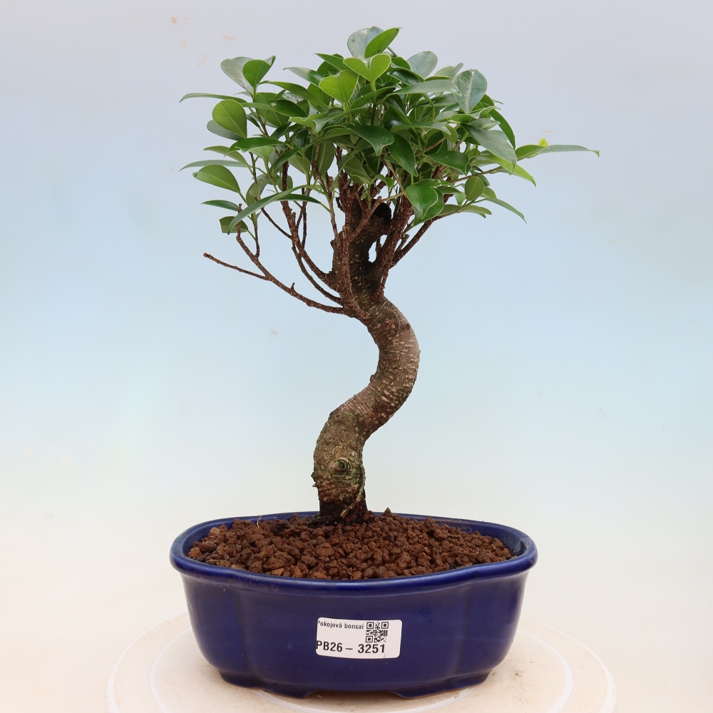 Pokojová bonsai - Ficus kimmen -  malolistý fíkus
