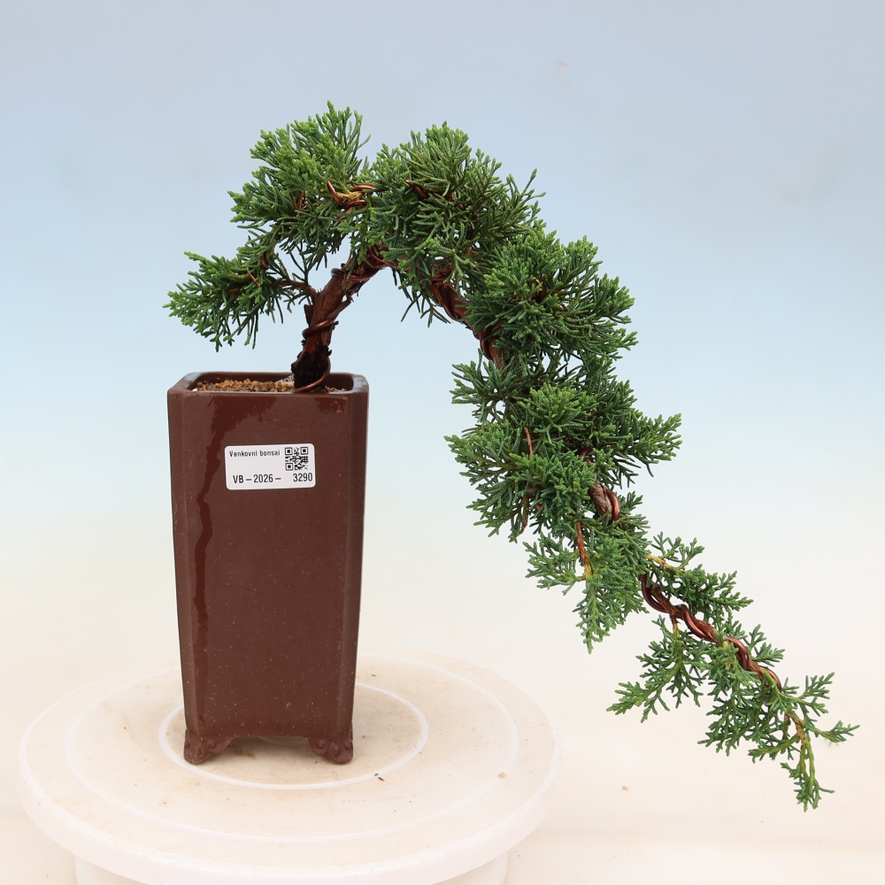 Venkovní bonsai - Juniperus chinensis Kishu -Jalovec čínský
