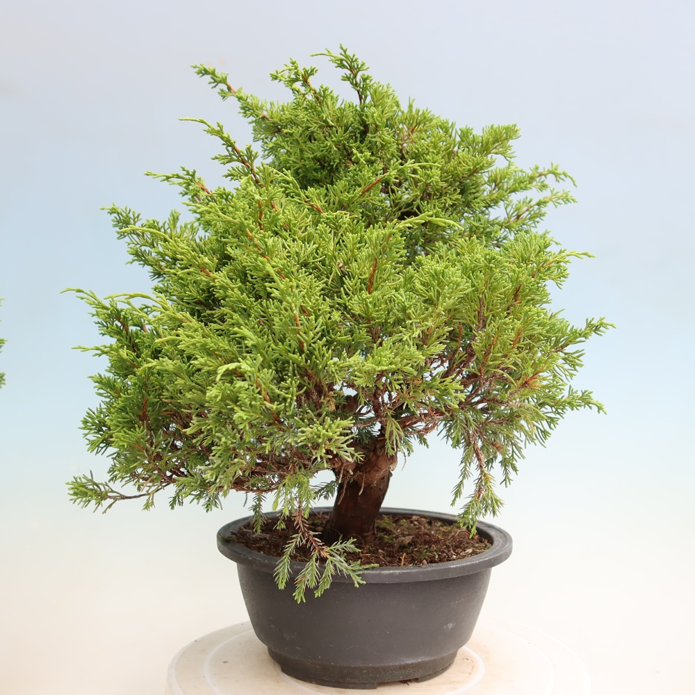 Venkovní bonsai - Juniperus chinensis Itoigawa-Jalovec čínský