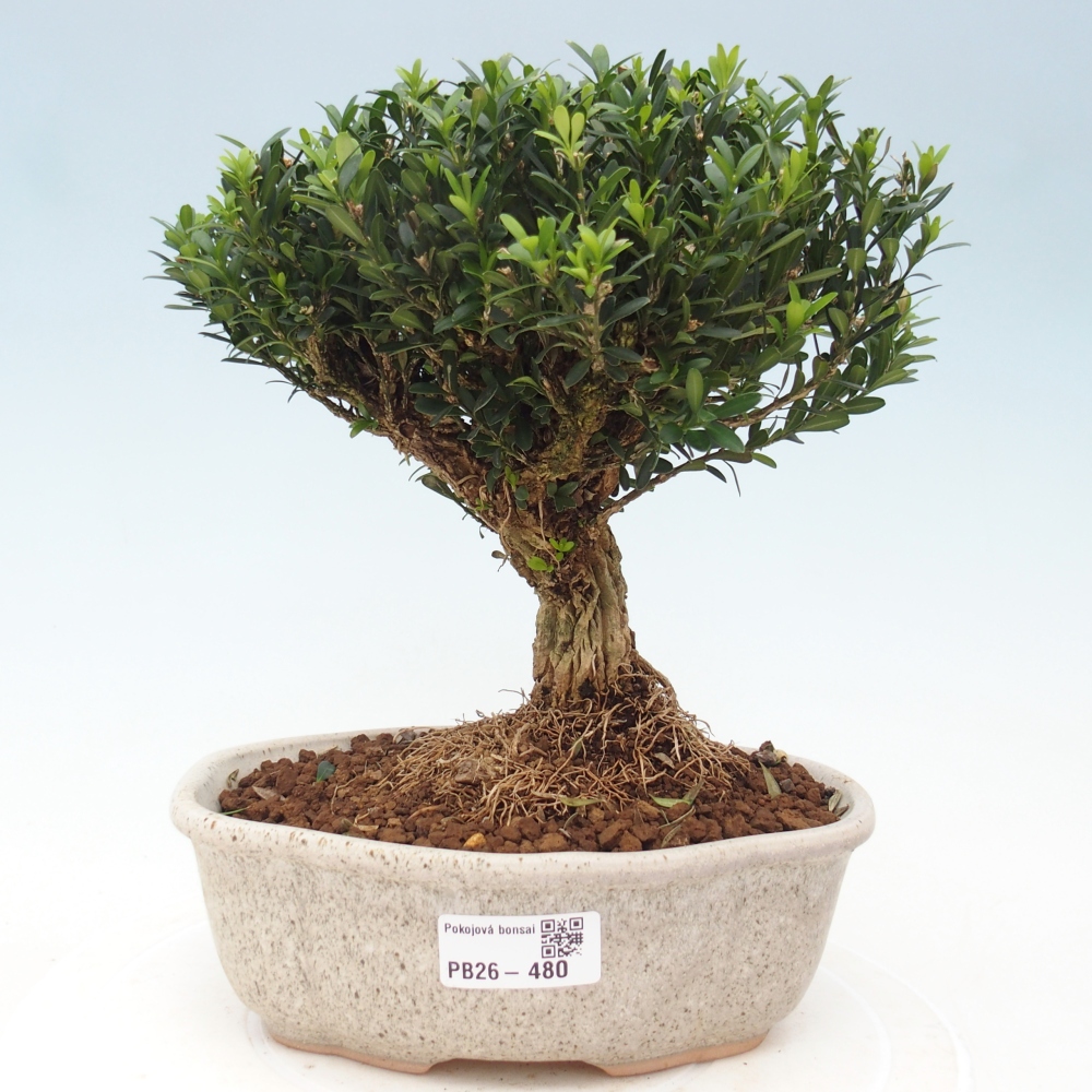 Pokojová bonsai - Buxus harlandii - korkový buxus