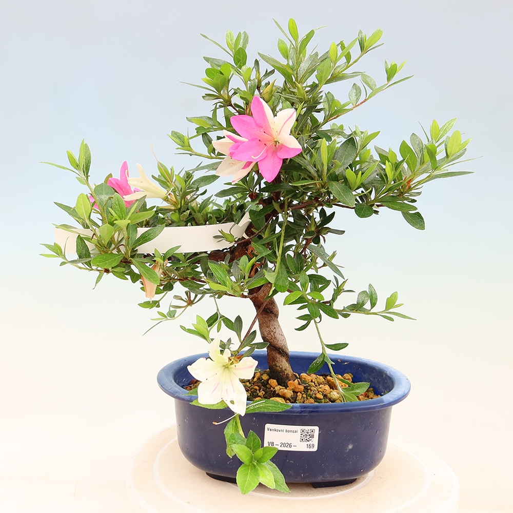 Venkovní bonsai - Japonská azalka - Azalea Ruka