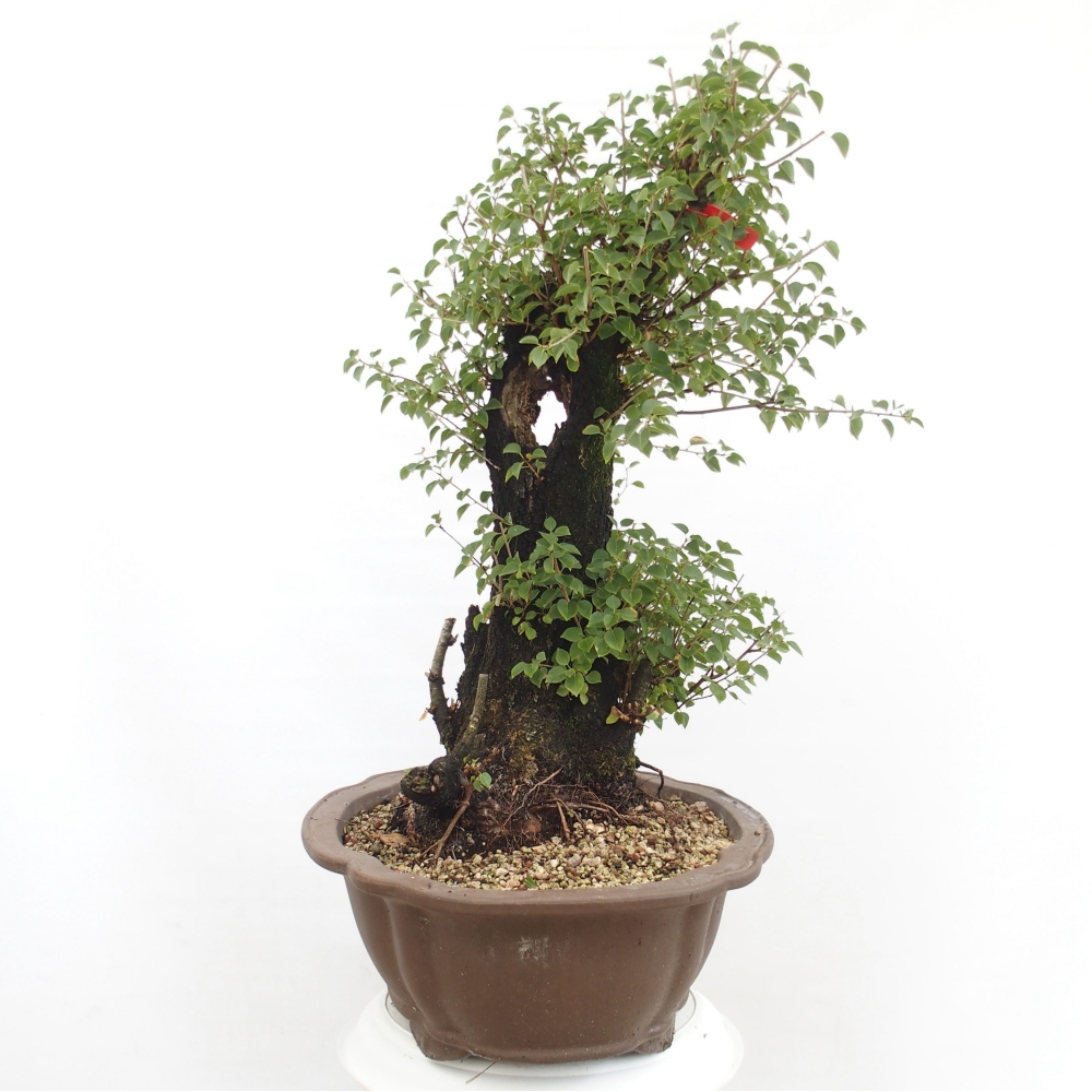 Venkovní bonsai - Mahalebka - Prunus mahaleb