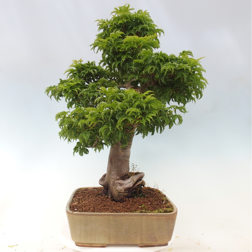 Venkovní bonsai -Javor dlanitolistý Acer palmatum Shishigashira